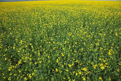 任天堂SFC迎来35周年 玩家拆开手柄感叹当年匠心设计