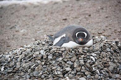 曝《剑星》未实装多人合作模式！还有PVP模式代码